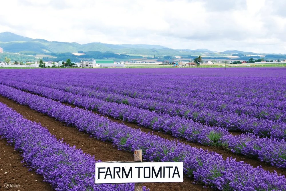 北海道花田 北海道賞花 薰衣草 富田農場