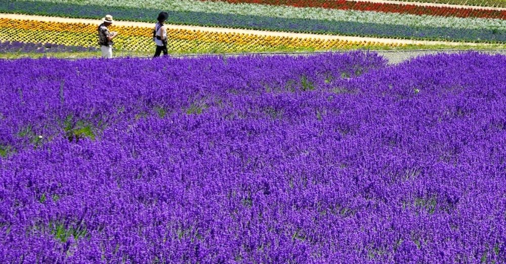 Trang Trại Tomita - Địa Điểm "Check-in" Đầy Màu Sắc Tại Hokkaido