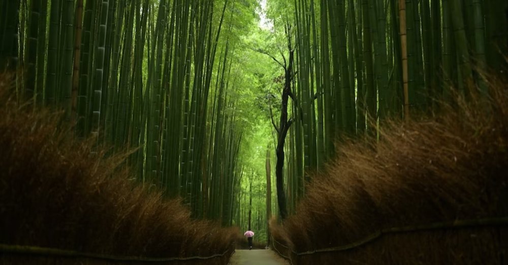 Rừng Tre Arashiyama - Đẹp Như Tranh Vẽ Kyoto