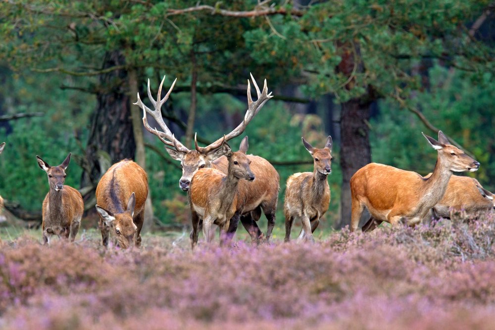Hoge Veluwe National Park