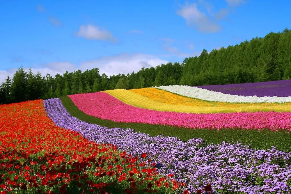 富良野富田農場