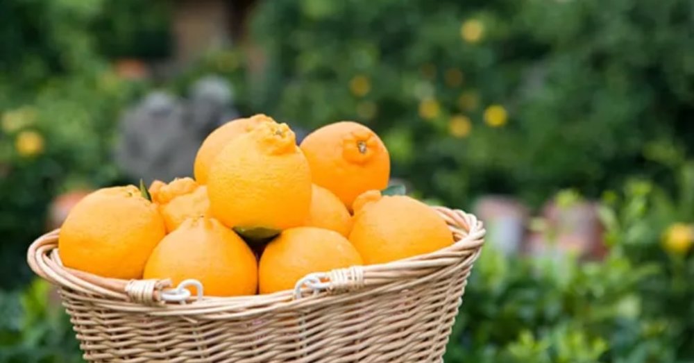 nen-mua-gi-ve-lam-qua-khi-di-du-lich-jeju