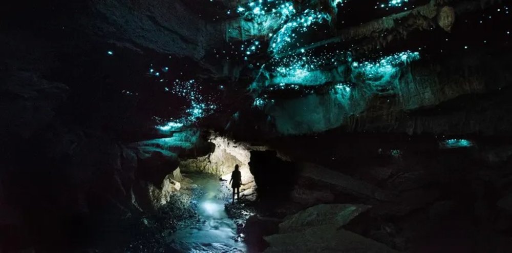 Waitomo Glowworm Caves