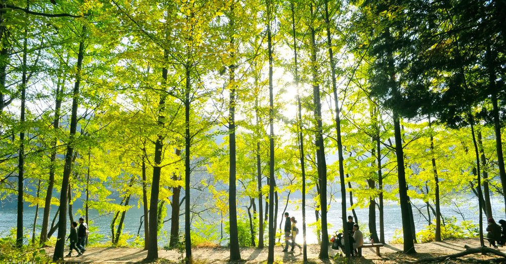 Đảo Nami - Làng Pháp Petite France - Xe Đạp Đường Sắt Gangcheon Công Viên Everland