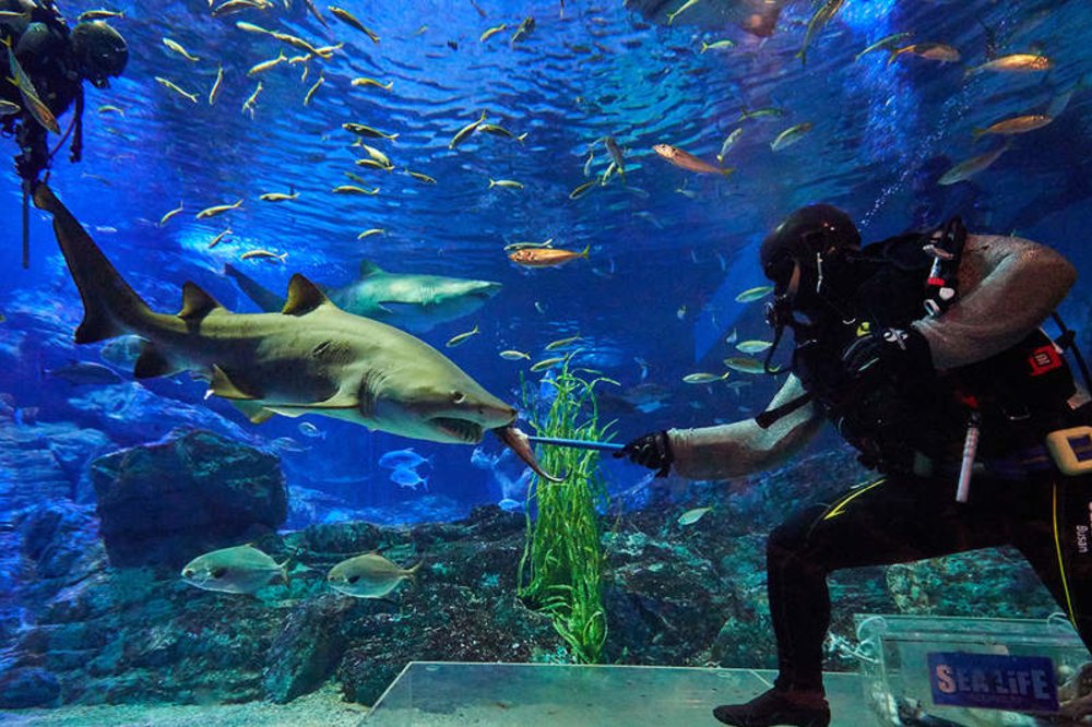 พิพิธภัณฑ์สัตว์น้ำซีไลฟ์ (SEA LIFE) ในปูซาน