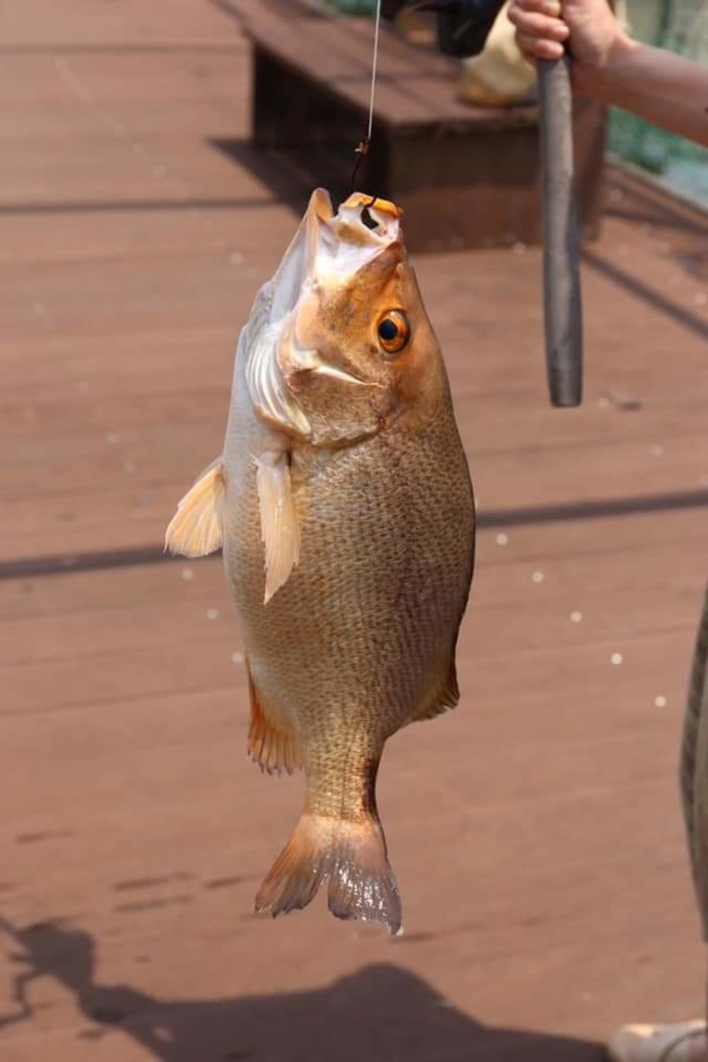 新加坡美食, 新加坡美食推薦, 新加坡必食