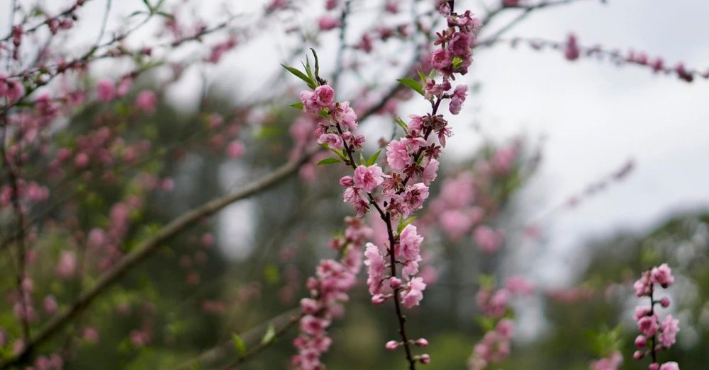 kinh-nghiem-du-lich-ha-giang-3-ngay-2-dem