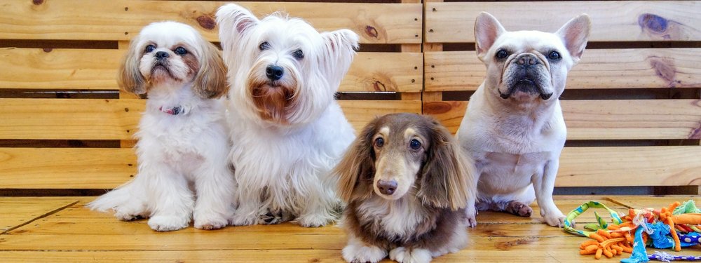 Four dogs sitting together on a bench