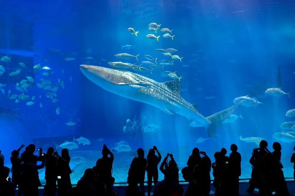 沖繩自駕遊 景點行程 美麗海水族館