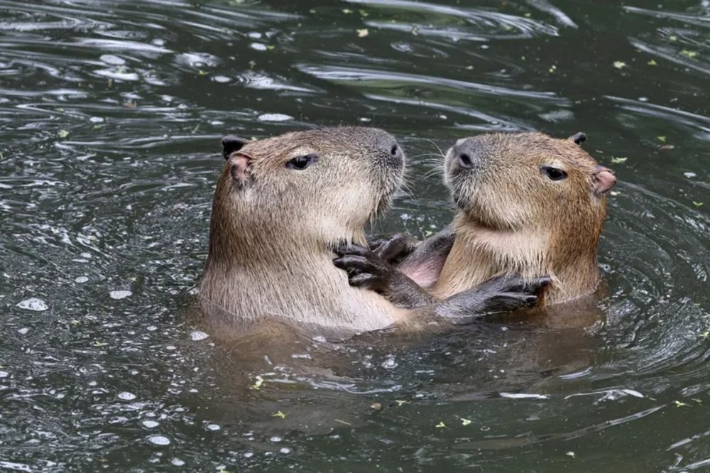 沖繩自駕遊 景點行程 名護自然動植物公園