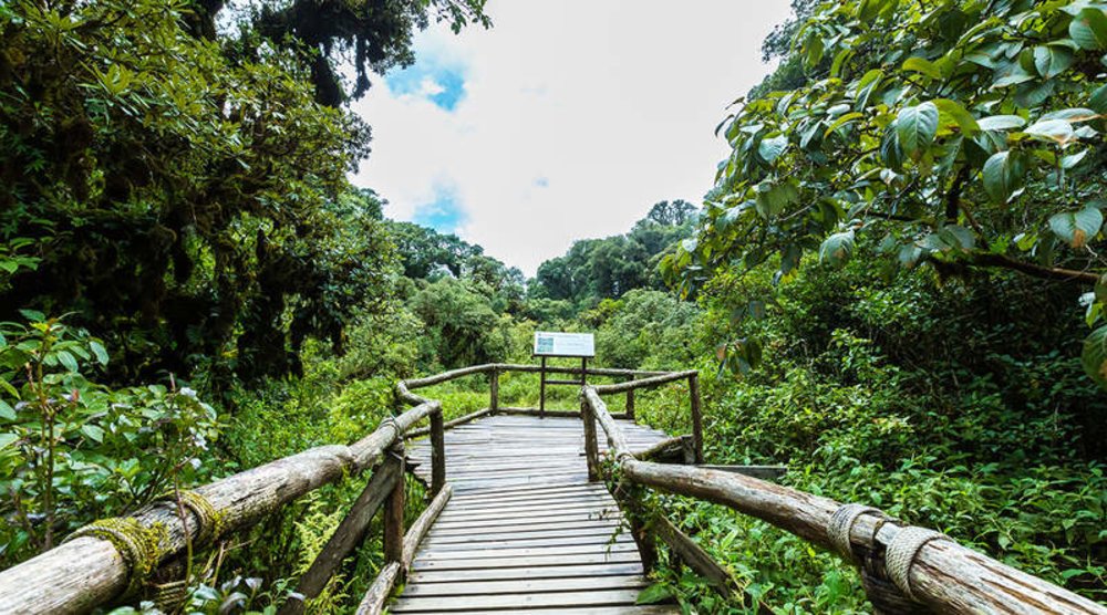 เดินสำรวจแมกไม้