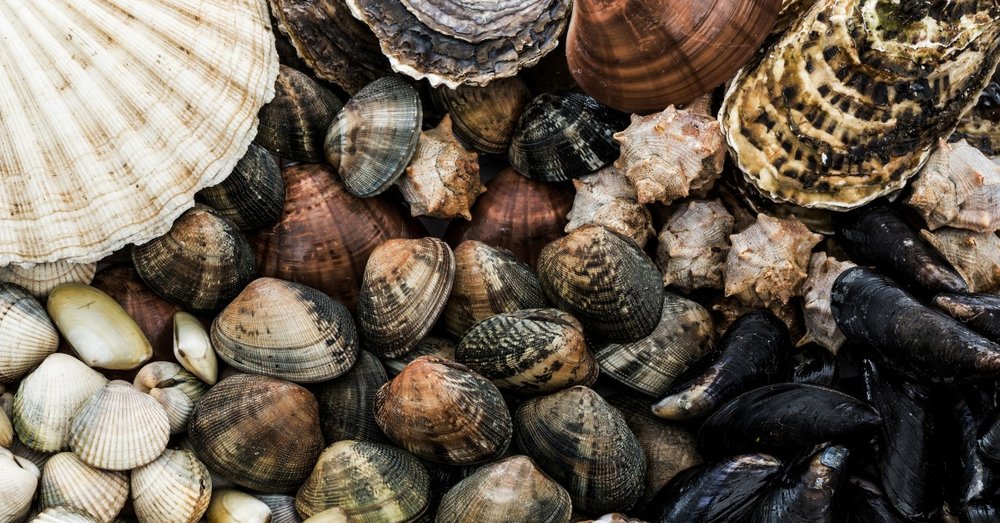 Sò Huyết Nướng Than Hoa Ngon Chuẩn Vị