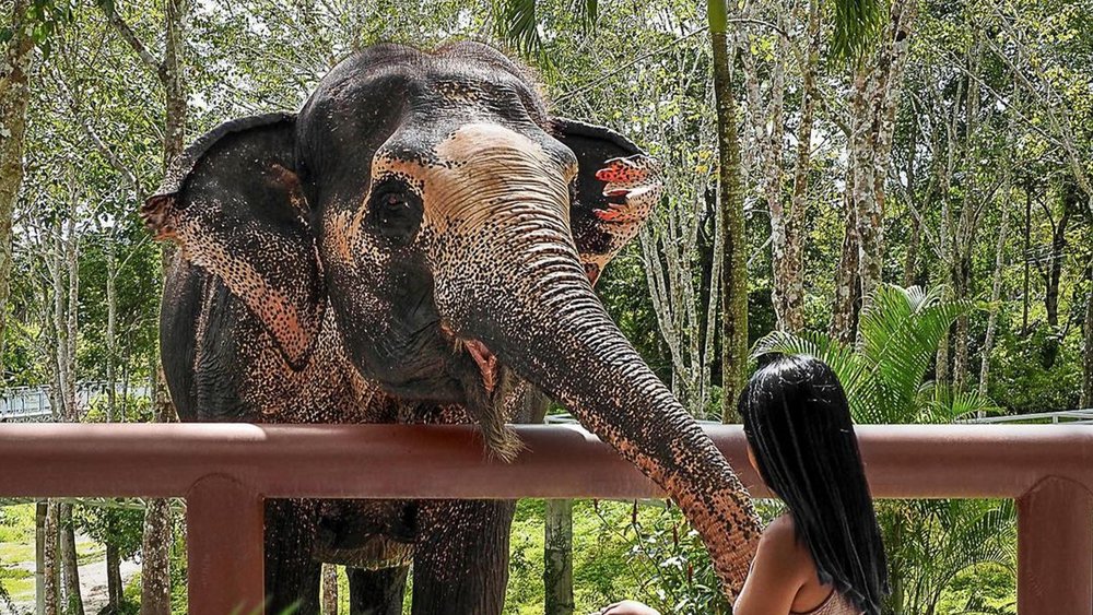 Witness the gentle giants roaming freely in their natural habitat at Phuket Elephant Sanctuary. Credits: @phuketelephantsanctuary on Instagram