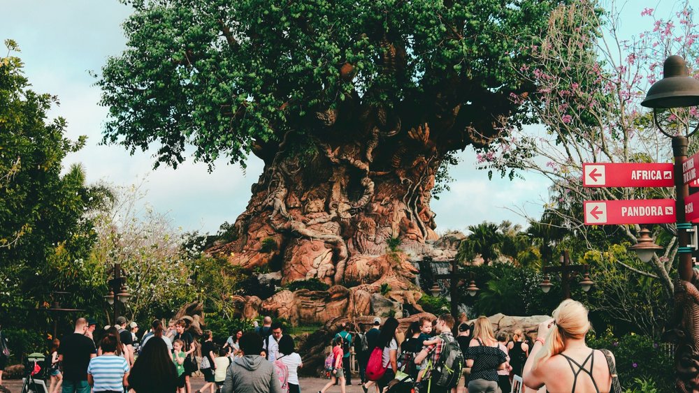 Stepping into Disney’s Animal Kingdom is like stepping into the jungle! Credits: Kyle DeSantis on Unsplash