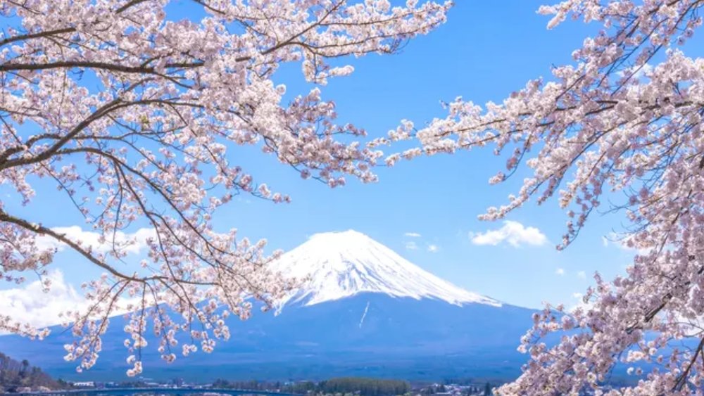 Learn more about Japan’s iconic mountain on a tour.