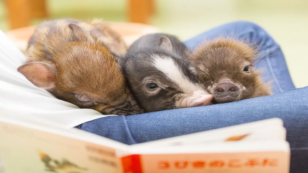 You can have them lay on your lap while you drink your coffee!