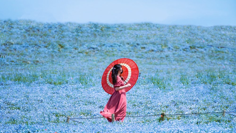 Wander through a sea of blue nemophila at Hitachi Seaside Park. Credits to Nguyen TP Hai on Unsplash.