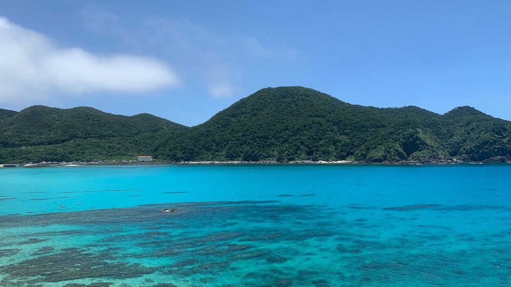 Keep an eye out for sea turtles! Credits to Stefanie Akkerman on Unsplash