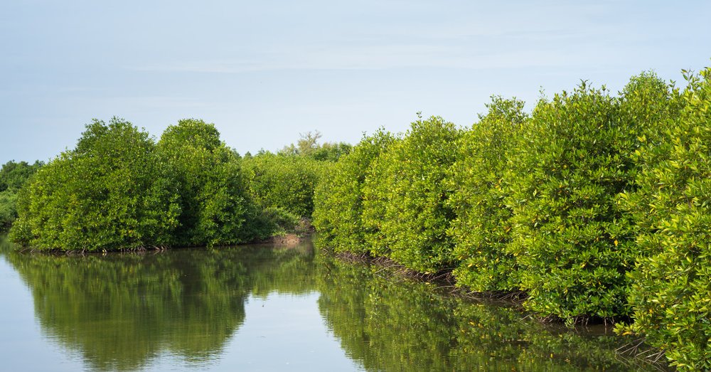 Khu Vườn Chim - Bất Ngờ Với Sự Đa Dạng Chim Muông