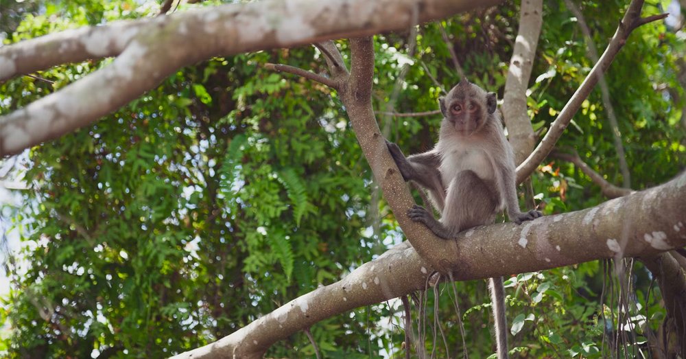 Vườn Quốc Gia U Minh Thượng 