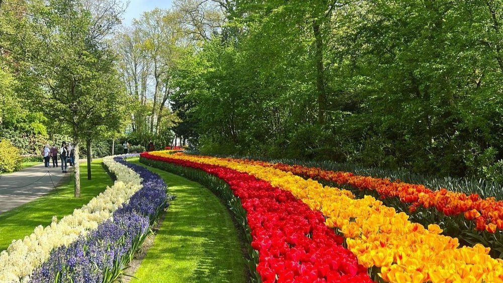 Bask in nature's splendour and experience the enchanting Keukenhof Gardens in nearby Lisse! Credits: @kaceyfontana on Instagram