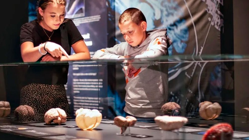 Body Worlds — where real human bodies reveal the wonders of anatomy.
