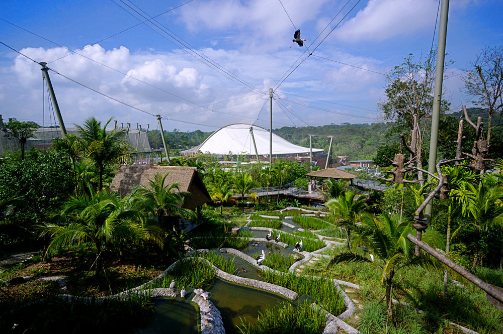 bird paradise singapore