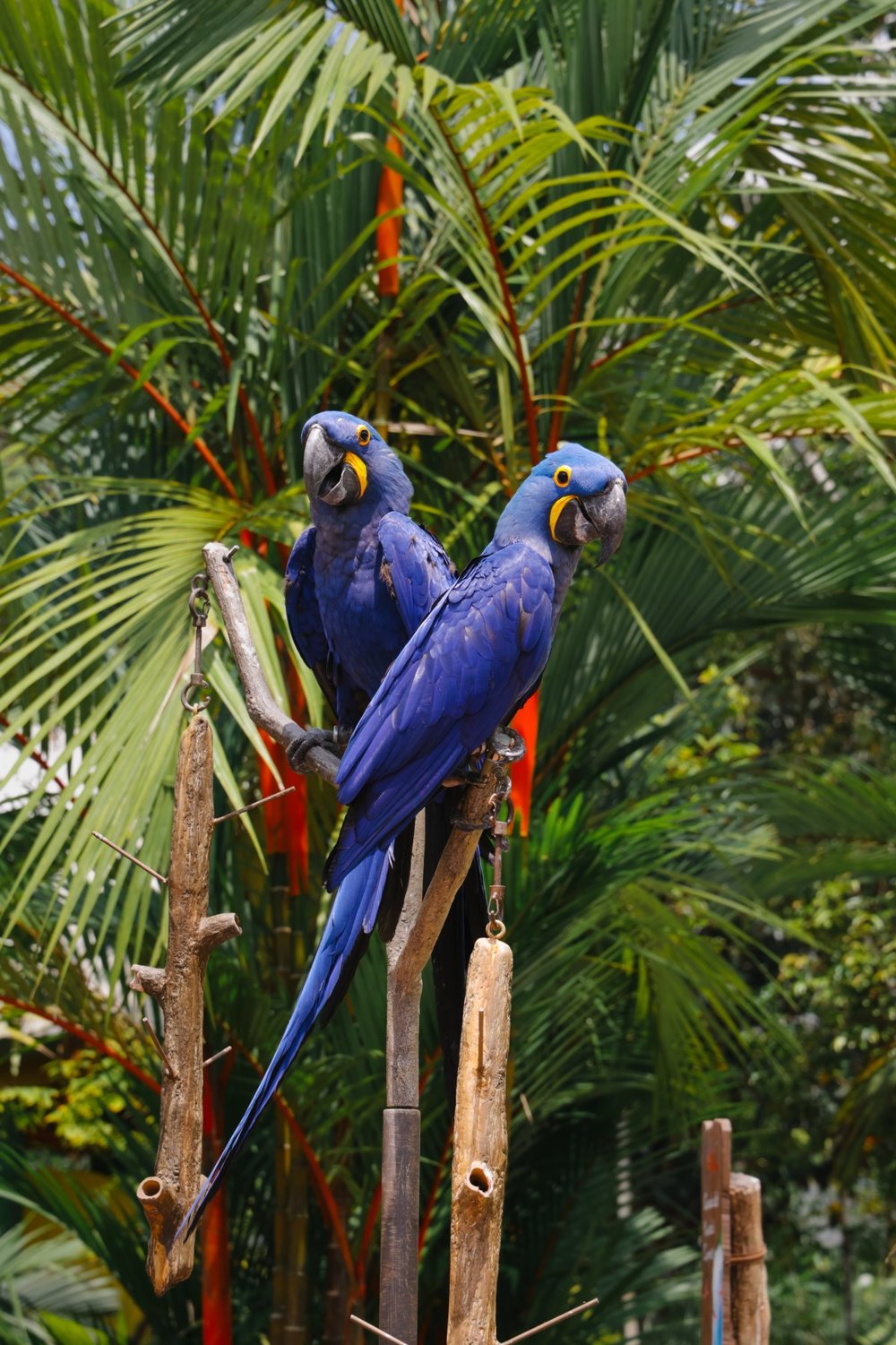 bird paradise singapore
