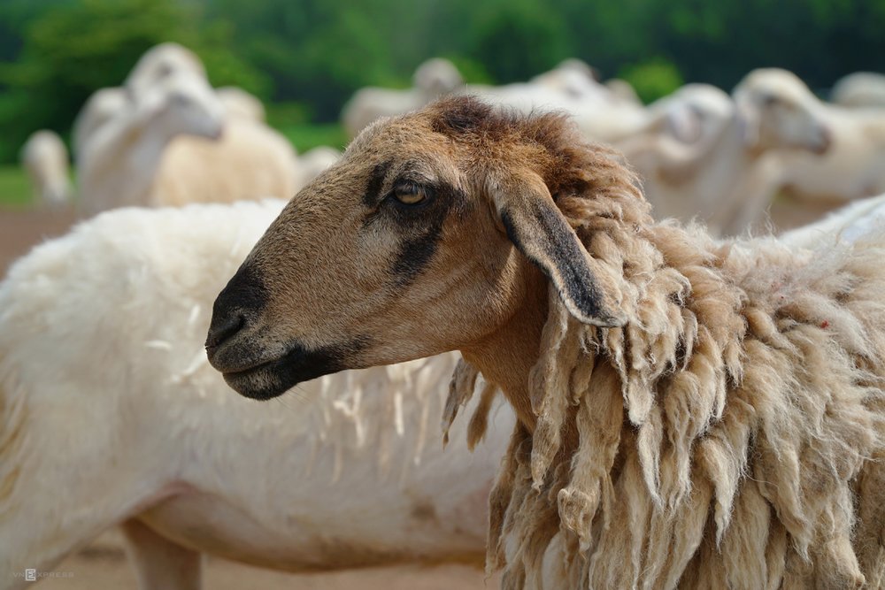 đồng cừu suối nghệ