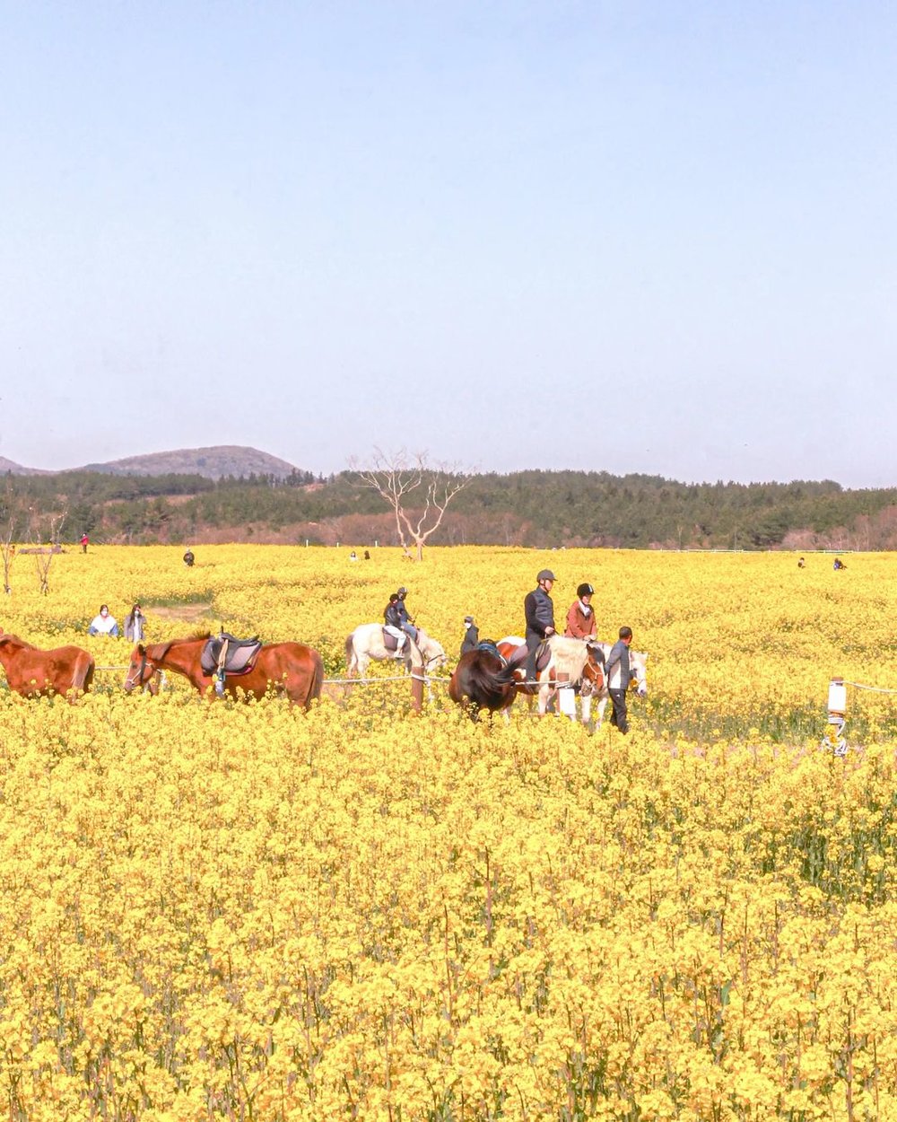 Gasiri Wind Power Plant Canola Field IG worthy spot in Jeju