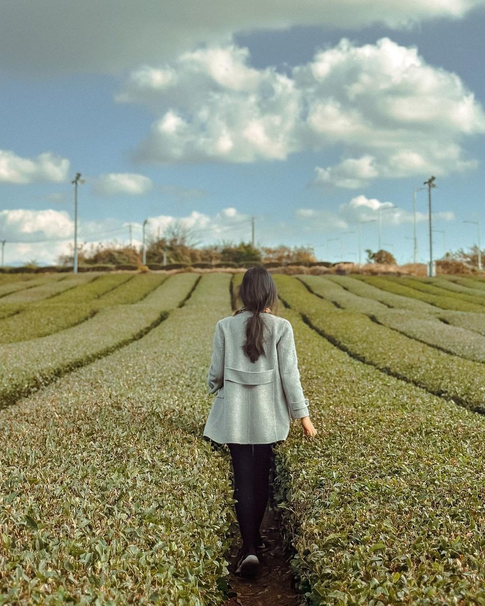 O'sulloc Green Tea Field IG worthy spot in Jeju