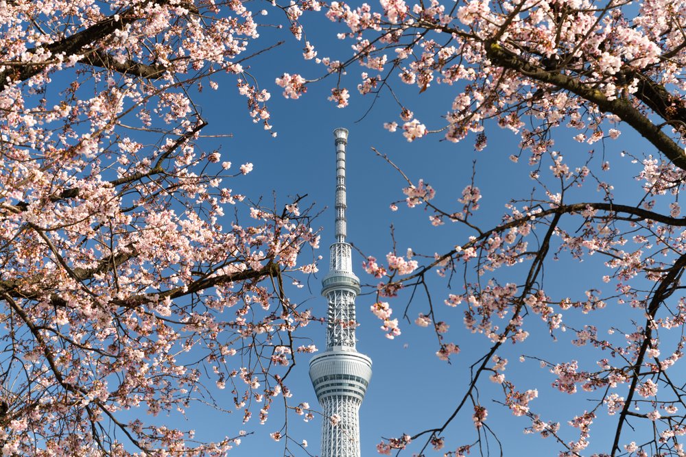 Tower in between cherry blossoms