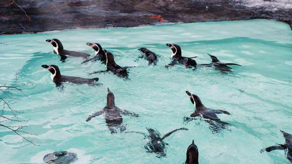 Penguins swimming