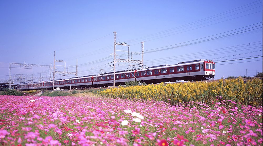 Train on the move on pink flower fields