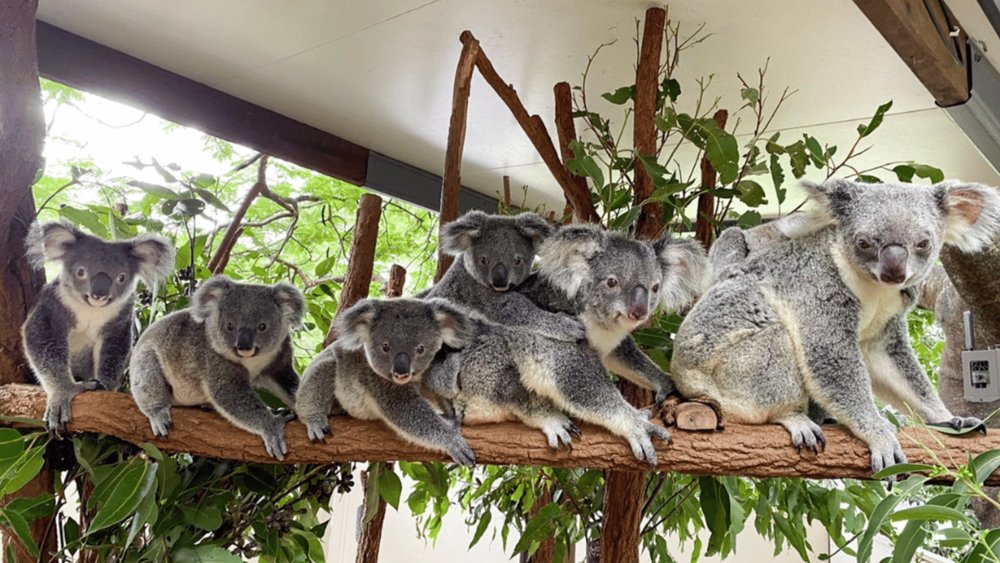 Koala