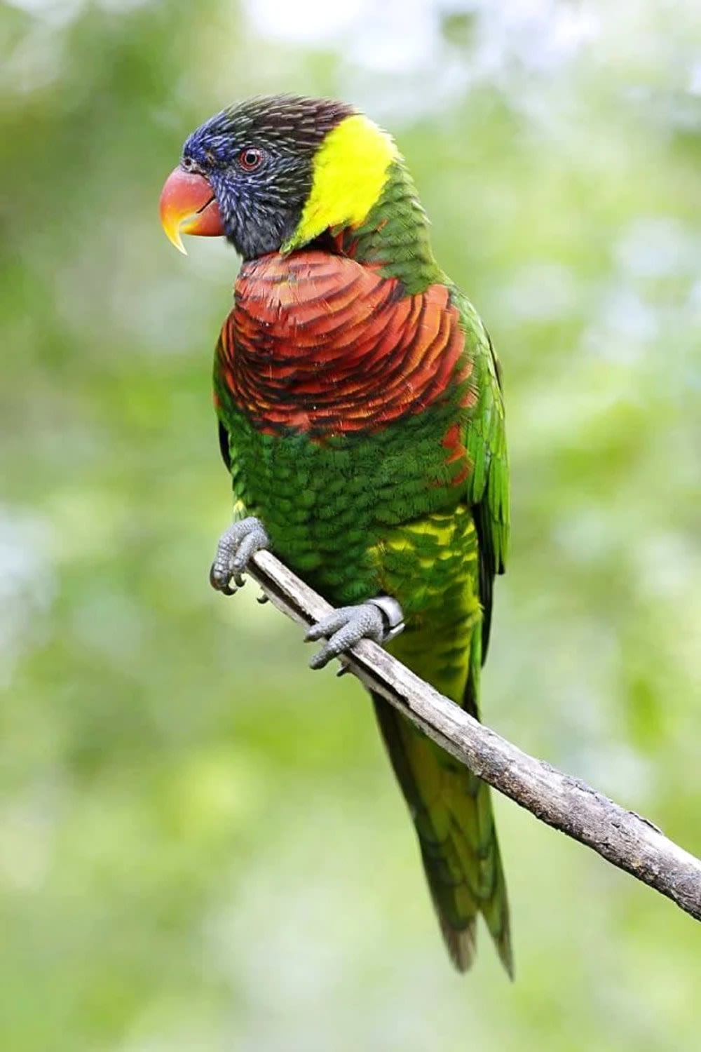 ภาพจาก: Mandai Wildlife Group