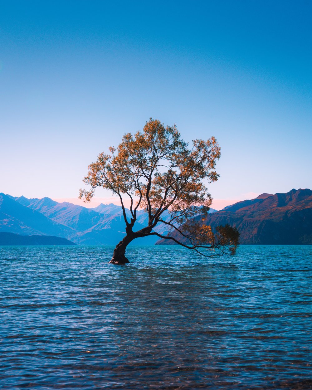 wanaka tree
