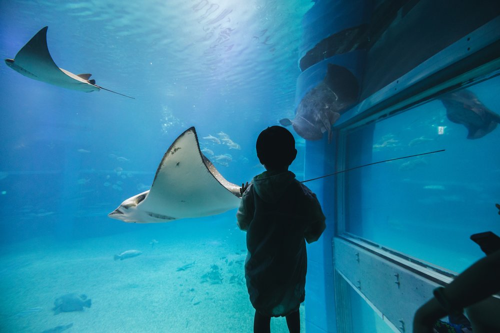 大阪好去處, 大阪海遊館, 大阪景點, 大阪自由行