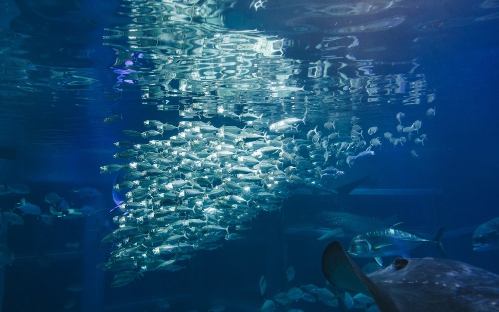 大阪自由行, 大阪海遊館, 大阪景點, 大阪旅行, 大阪旅遊