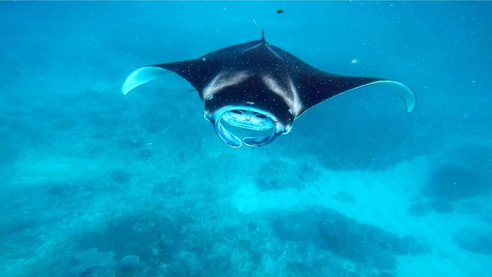 Say 'Hi' to the giant manta rays at Manta Point. Credits to @marina_sartorio on Instagram