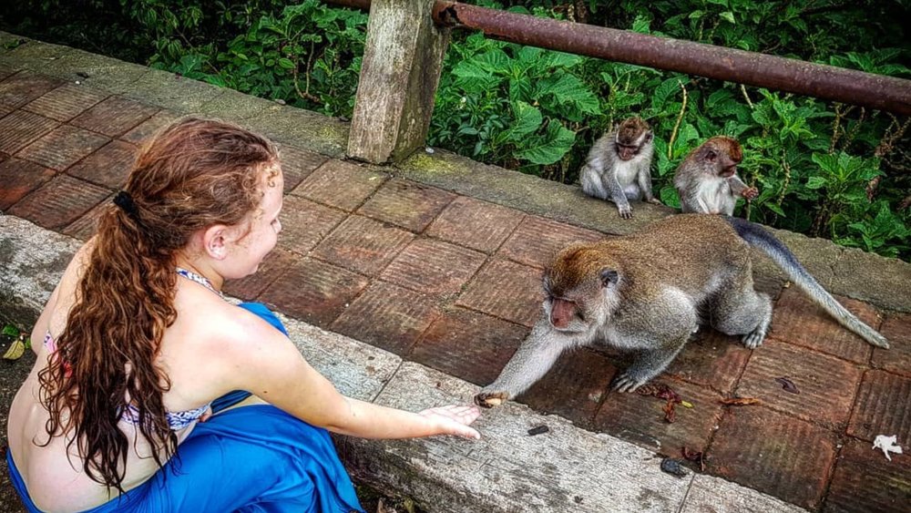 See where monkeys live in Bali. Credits to @hannahs__world__ 
