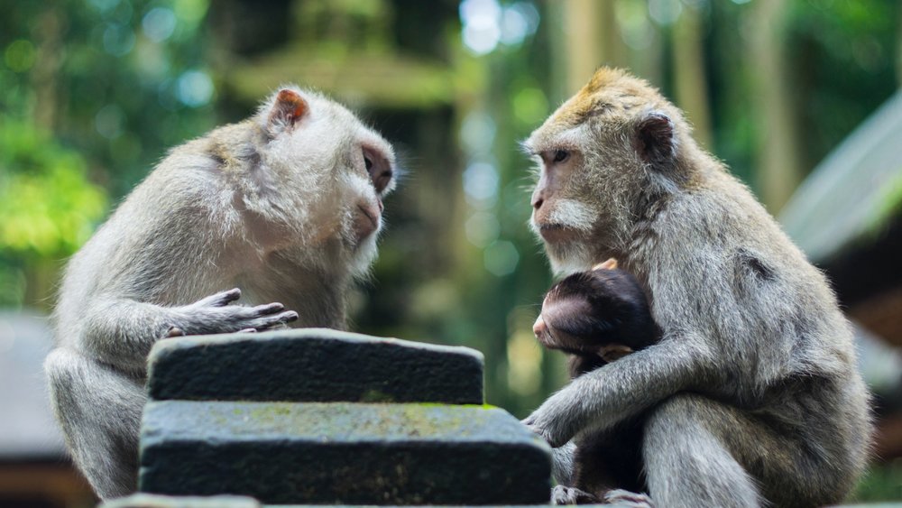 Remember to avoid eye contact when visiting a monkey forest. Credits to Mihai Surdu on Unsplash