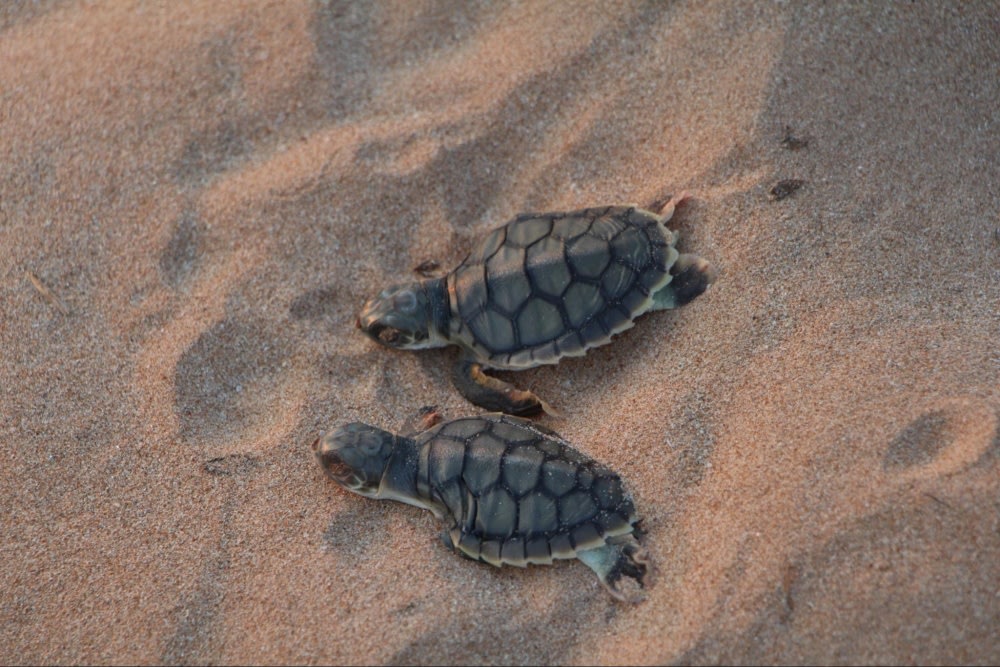 outdoor things to do in australia