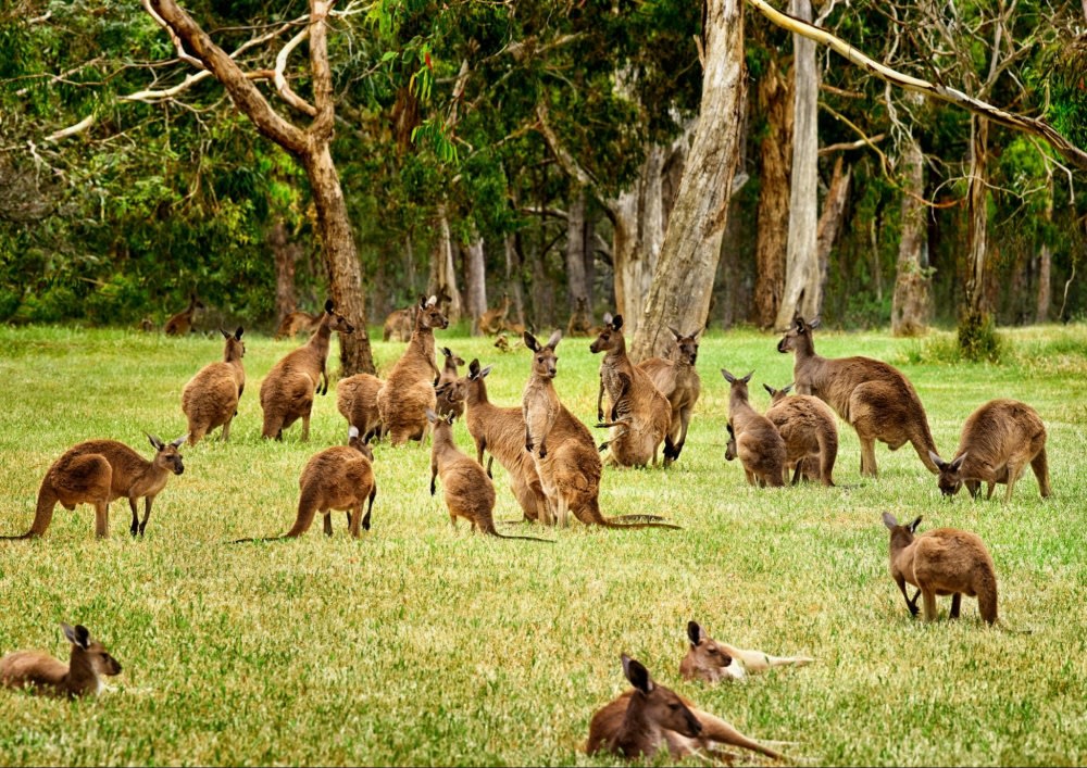 outdoor things to do in australia