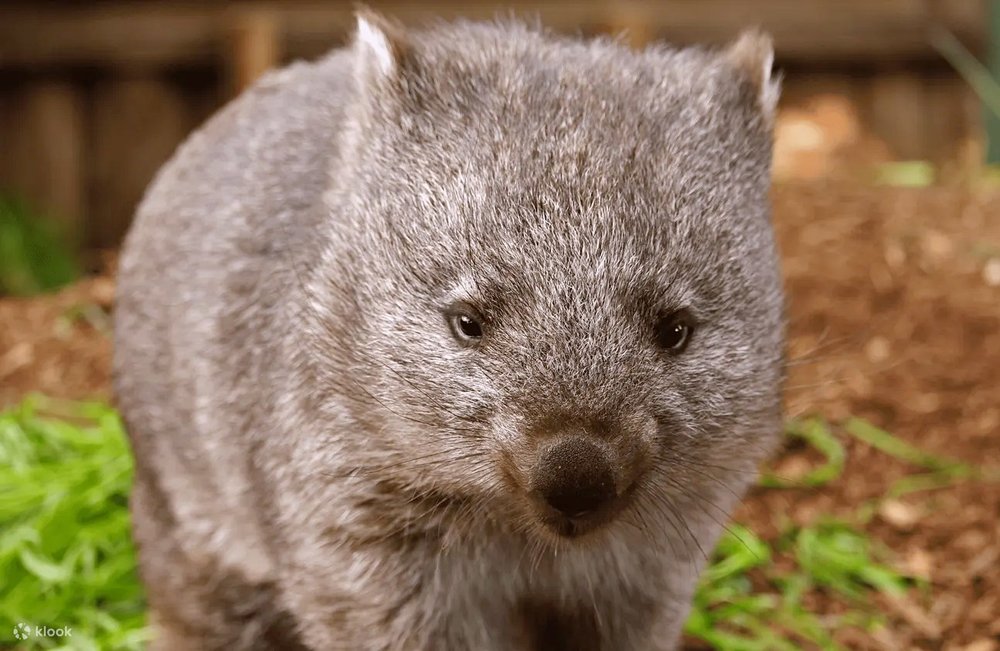 outdoor things to do in australia