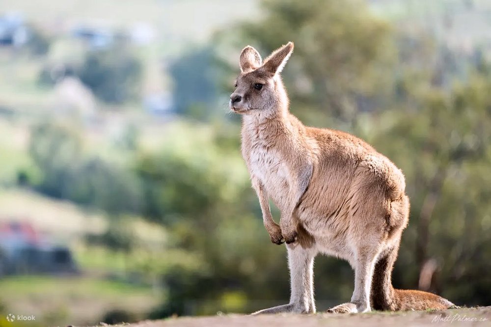 outdoor things to do in australia