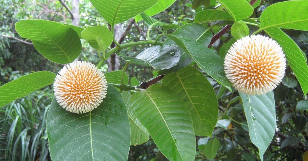  Quả Gáo - Trái Cây Lạ Mắt Ở Ninh Bình