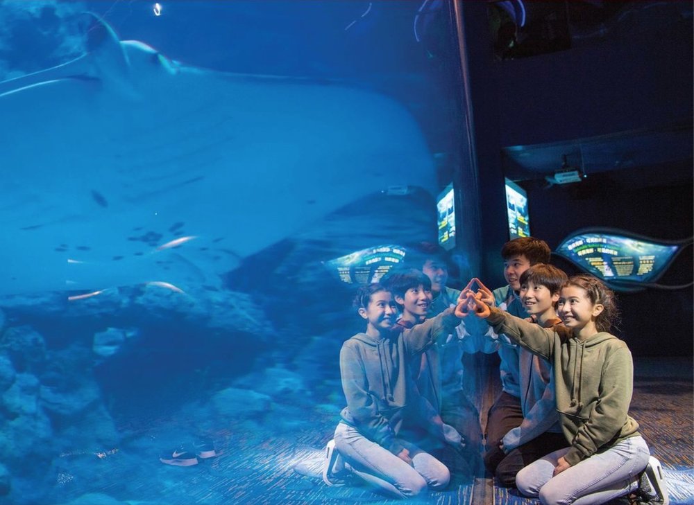 Kids looking at a manta ray