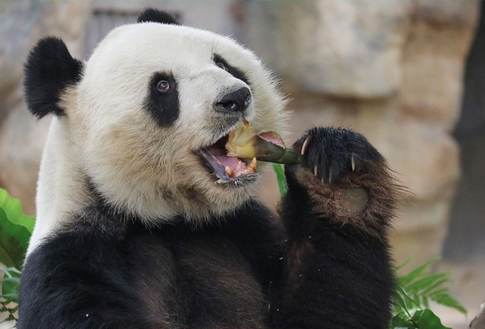 Panda eating a bamboo shoot