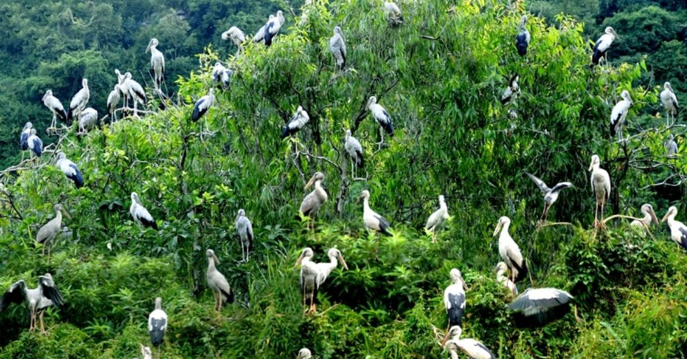 EN hanoi thung nham bird park